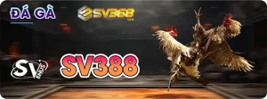 Đá gà SV368